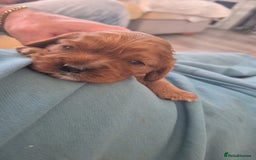 Cavalier King Charles Spaniel dogs for sale: beautiful ruby king charles cavalier  - Image 6