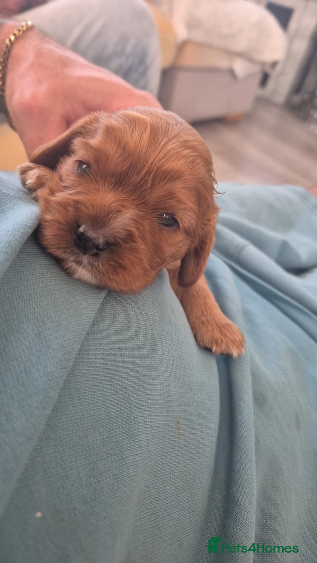 Cavalier King Charles Spaniel dogs for sale: beautiful ruby king charles cavalier  - Image 6