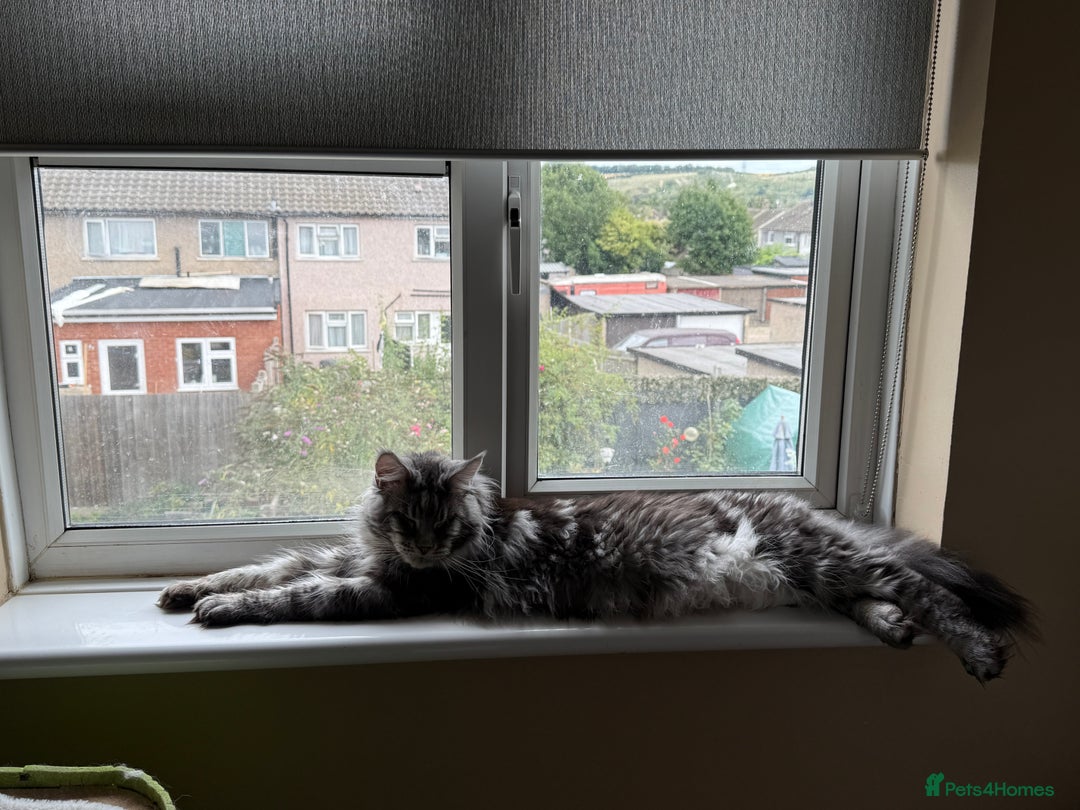 Maine Coon cats for sale: Maine coon kittens - Advert 7