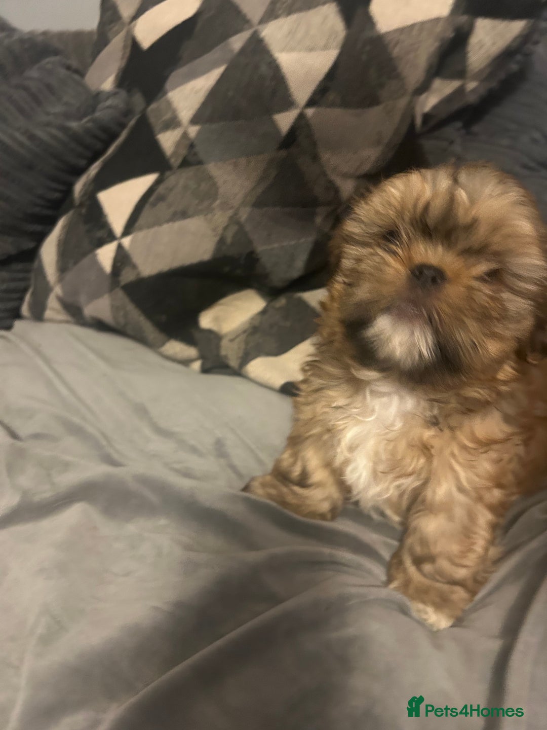 Shih Tzu dogs for sale: Gorgeous little boy - Advert 11