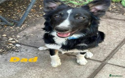 Border Collie dogs for sale: 7 beautiful border collie pups  - Image 8
