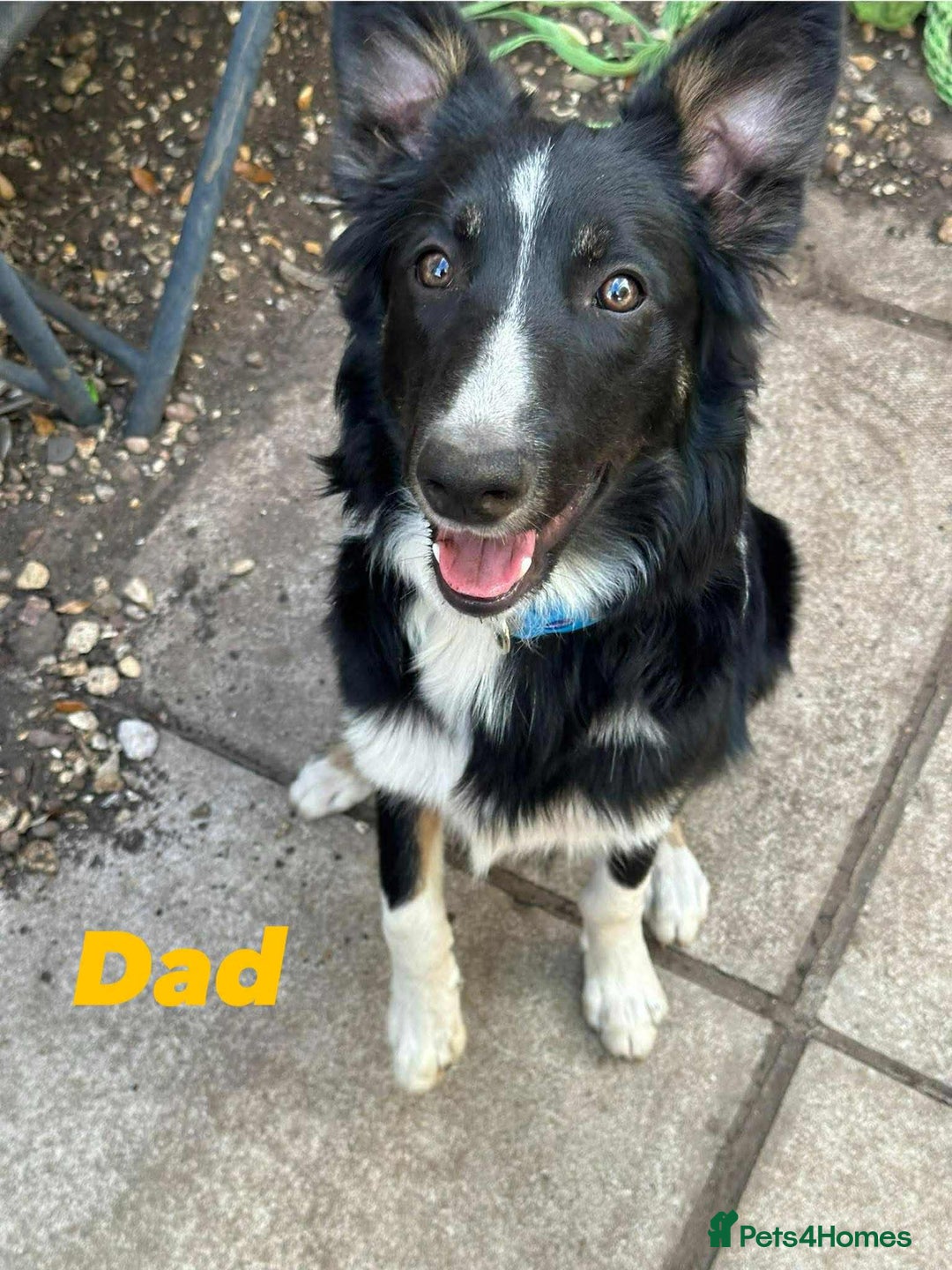 Border Collie dogs for sale: 7 beautiful border collie pups  - Image 8