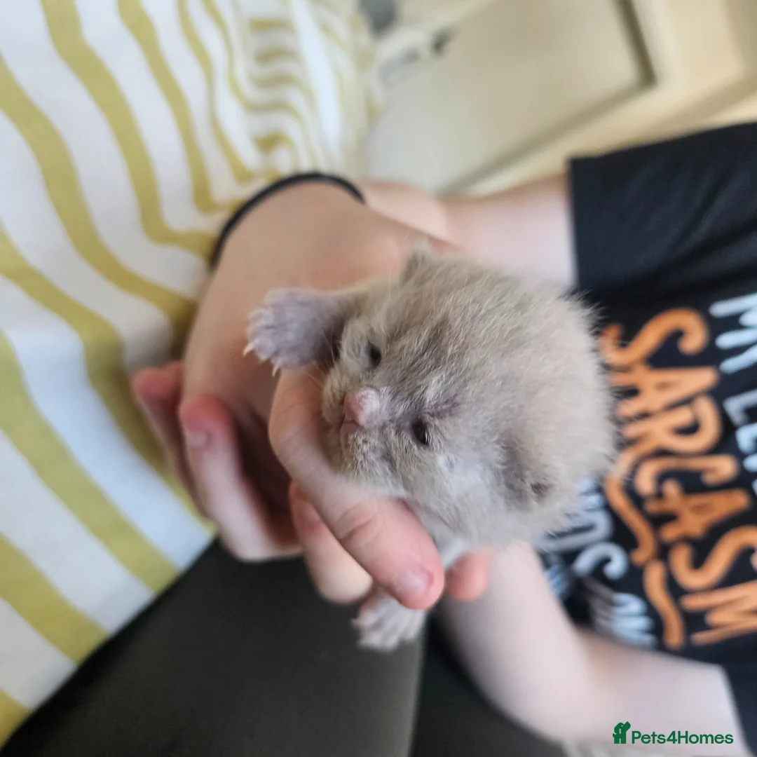 British Shorthair cats for sale: Beautiful British Shorthair Kittens - Advert 8