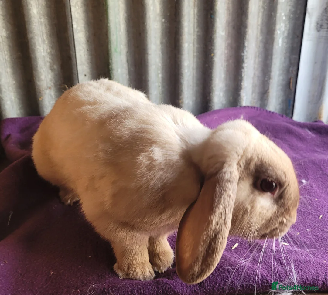 Mixed Breed rabbits for sale: 'Houdini' Belgian Hare x Lop - Advert 5