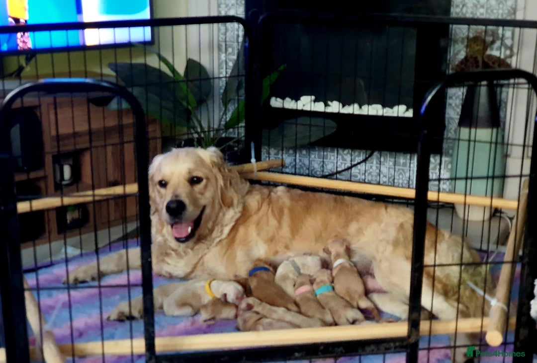 Golden Retriever dogs for sale: 🐕‍🦺Beautiful Pedigree Golden Retriever Puppies🦮 - Image 36