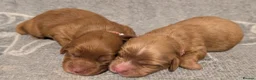 Cavapoo dogs for sale: F1 Extensively Health Tested Thearpy Cavapoos - Advert 33