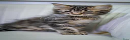 Maine Coon cats for sale: Gorgeous pure breed Mainecoon kittens ready now - Advert 14