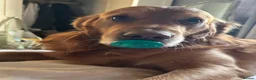Golden Retriever dogs for stud: Beautiful Pure Golden Retriever FOR STUD - Advert 2