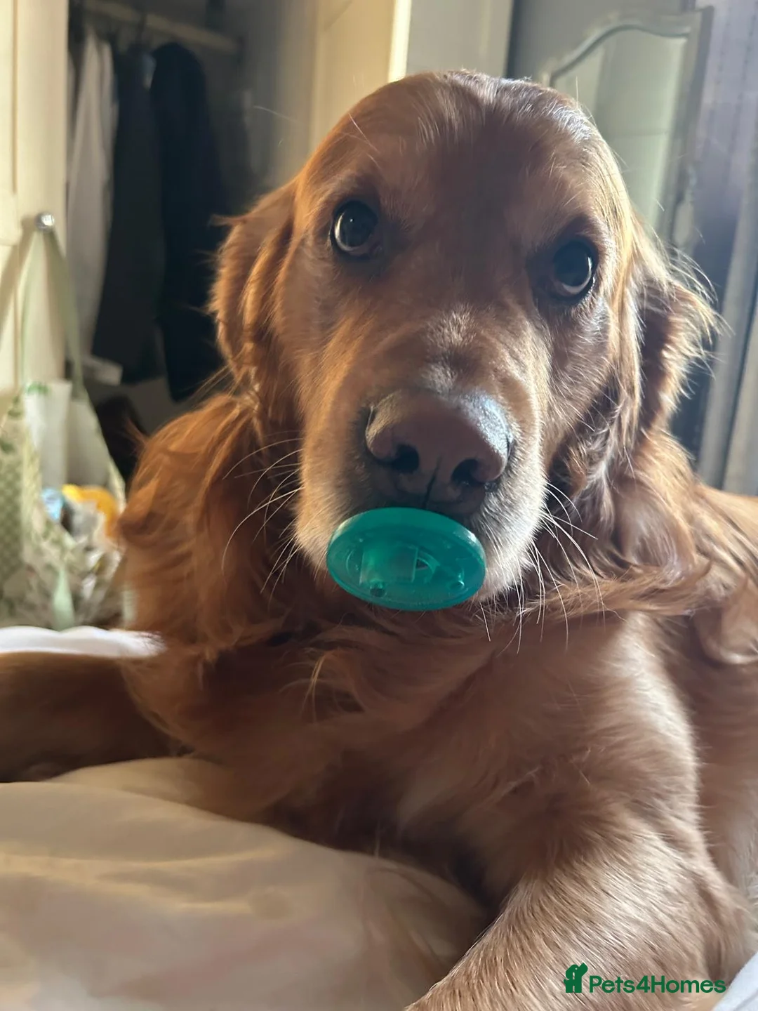 Golden Retriever dogs for stud: Beautiful Pure Golden Retriever FOR STUD - Advert 2