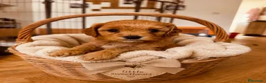 Cavapoo 4