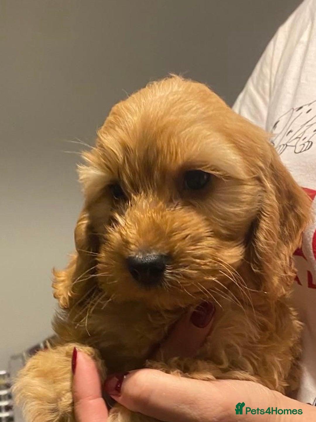 Cockapoo dogs for sale: ADORABLE COCKAPOO PUPPIES  - Advert 30