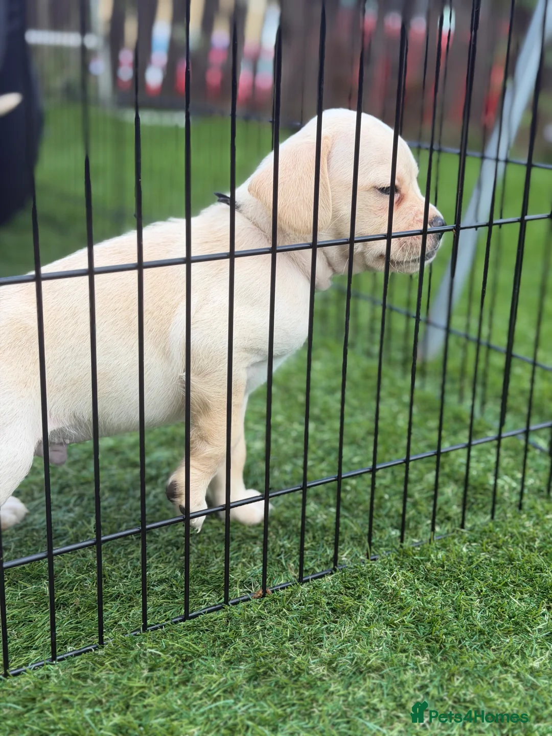 Mixed Breed dogs for sale: Cockapoo cross French bulldog pups for sale  in Bradford - Advert 2
