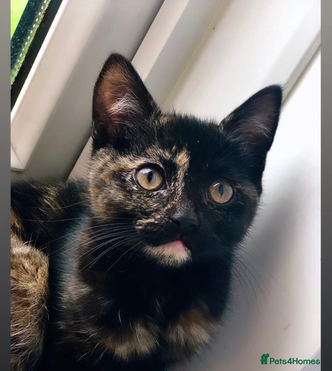 Mixed Breed cats for sale: Tortoiseshell/Mixed Kittens  - Image 8