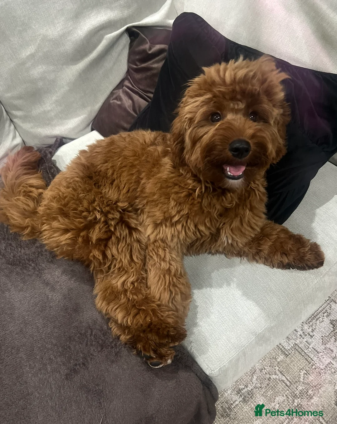 Cavapoo dogs for sale: F1 B Cavapoo - 10 Months  - Advert 4