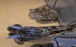 Maine Coon cats for sale: Male 1 Siberian/Maine Coon & 1 Maine Coon  - Advert 2