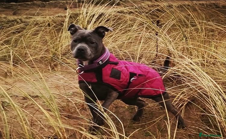 Staffordshire Bull Terrier dogs - Advert 16