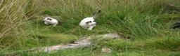 Siamese cats for sale: Adorable Siamese Kittens in Inverness - Advert 18