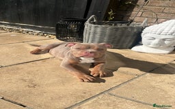 American Bully dogs for sale: Lilac tri Male Pocket bully for rehome - Image 4