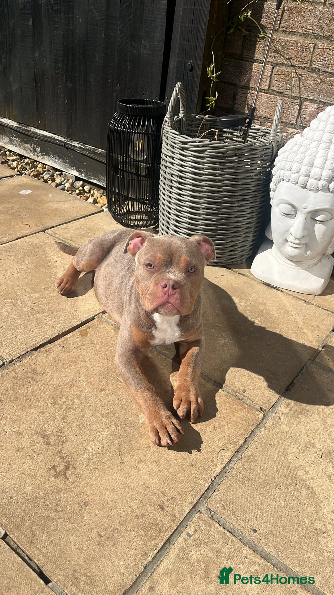 American Bully dogs for sale: Lilac tri Male Pocket bully for rehome - Image 4