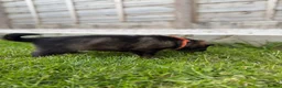 German Shepherd dogs for sale: 🐾 German Shepherd Puppies – ready 18th July - Advert 29