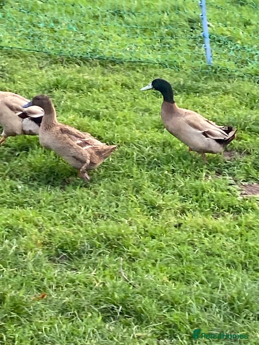 Ducks poultry for sale: Khaki Campbell breeding pair  - Advert 2