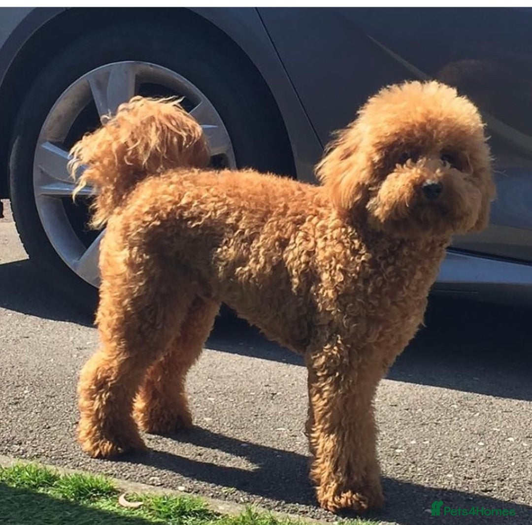 Cockapoo dogs for sale: Beautiful F1B Cockapoo Puppies - Advert 3