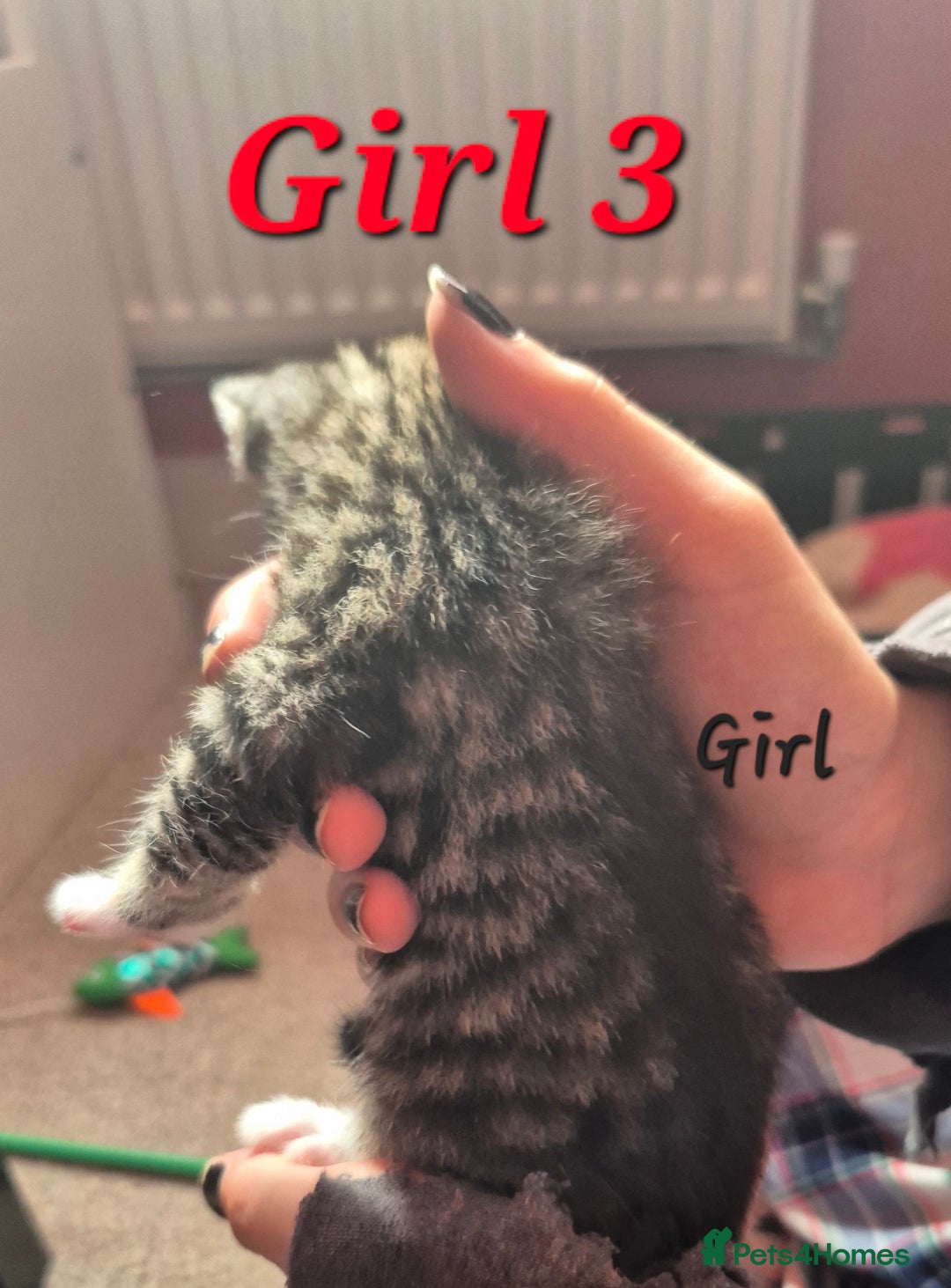Mixed Breed cats for sale: Gorgeous Tabby x Tuxedo male kitten  - Image 9
