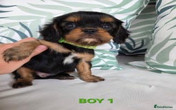 Cavalier King Charles Spaniel dogs for sale: Stunning Cavalier Puppies Ready2Go - Image 7