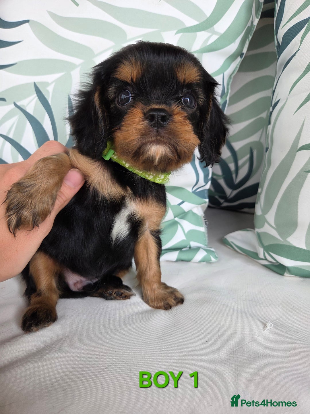 Cavalier King Charles Spaniel dogs for sale: Stunning Cavalier Puppies Ready2Go - Image 7