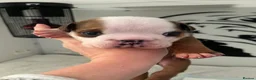 English Bulldog dogs for sale: Bulldog Puppies 1Girl 1boy English bulldog - Advert 13