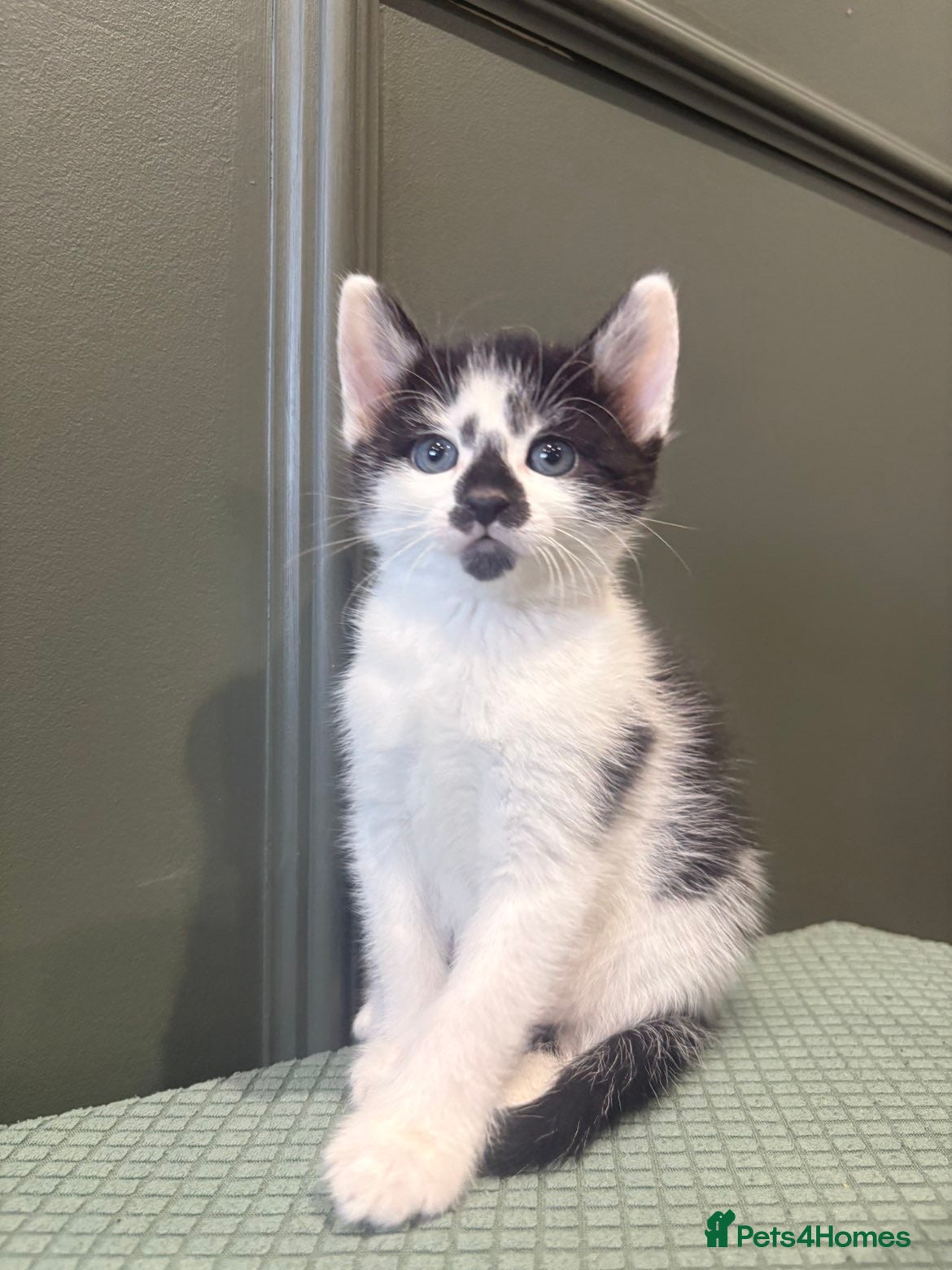 Mixed Breed cats Male kitten - Advert 3