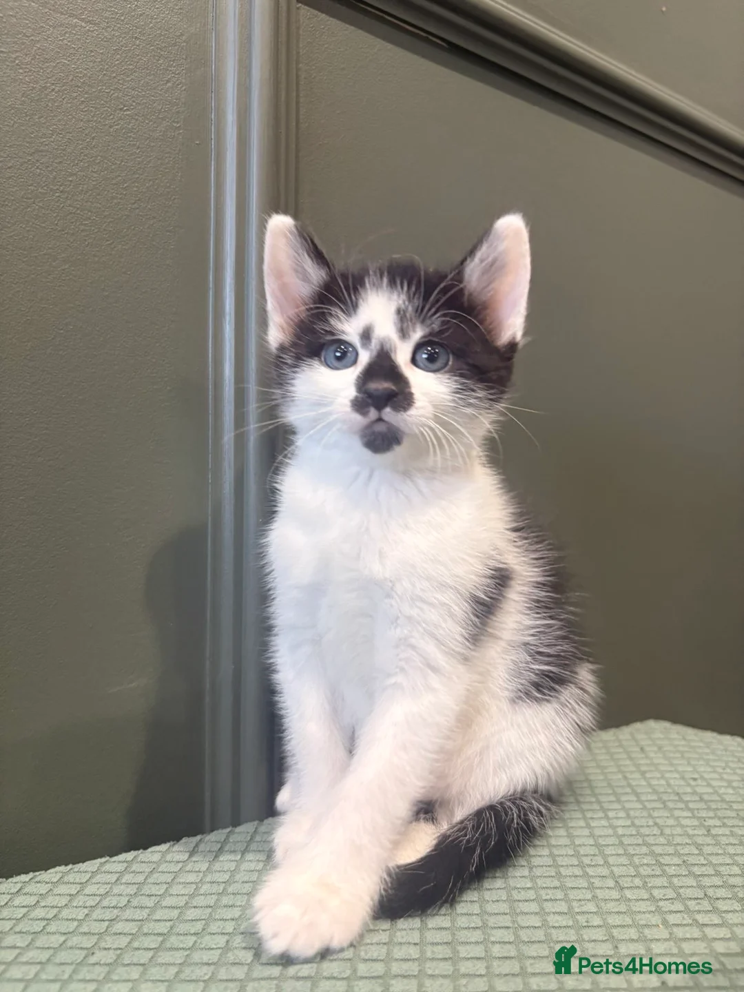 Mixed Breed cats for sale: Male kitten in Maldon - Advert 1