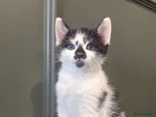 Mixed Breed cats Male kitten - Advert 3