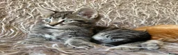 Maine Coon cats for sale: Maine Coon x Silver Tabby British Short hair - Advert 6