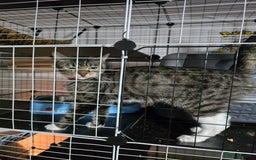 Mixed Breed cats for sale: Various cats and dog  **  - Image 1