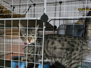 Mixed Breed cats for sale - Advert 1