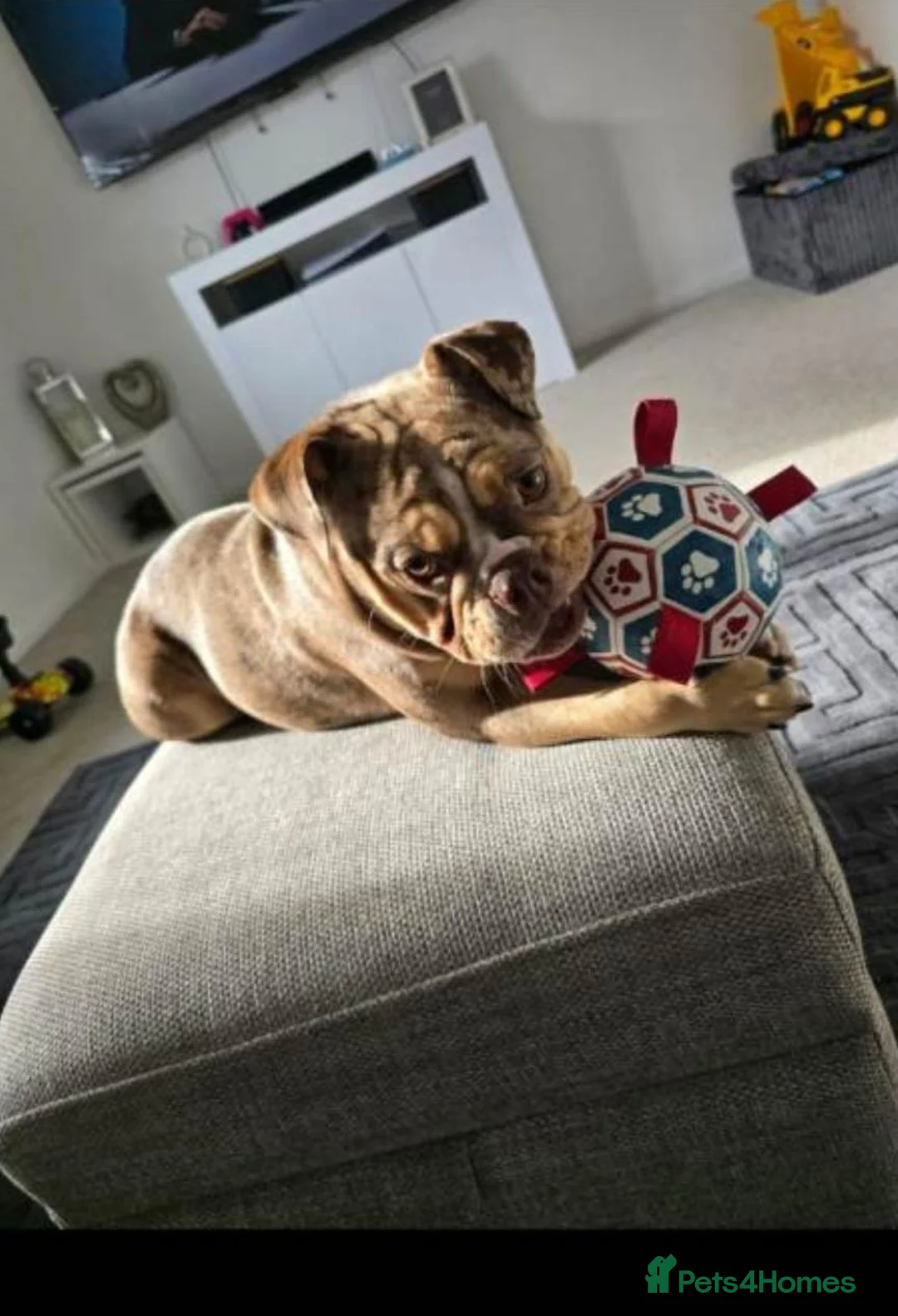 Old Tyme Bulldog dogs for sale: 12 month Old Tyme Bulldog  in Plymouth - Advert 8
