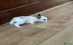 Dwarf Hotot rabbits for sale: Baby bunny  - Image 7