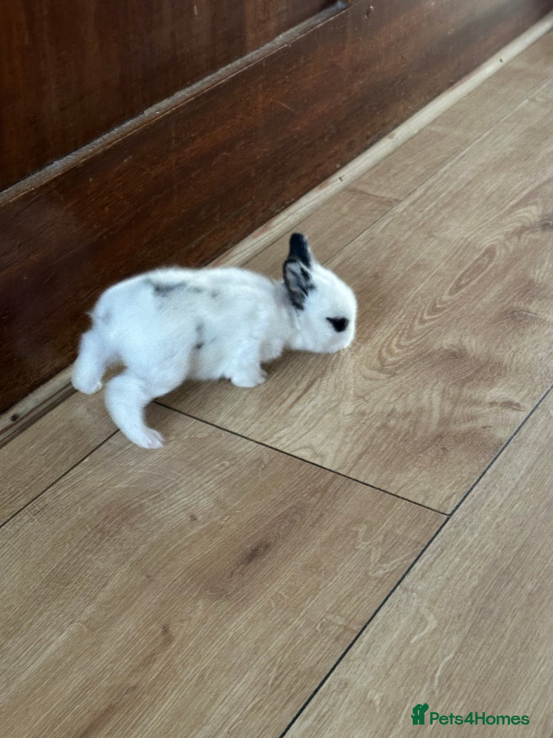 Dwarf Hotot rabbits for sale: Baby bunny  - Image 7