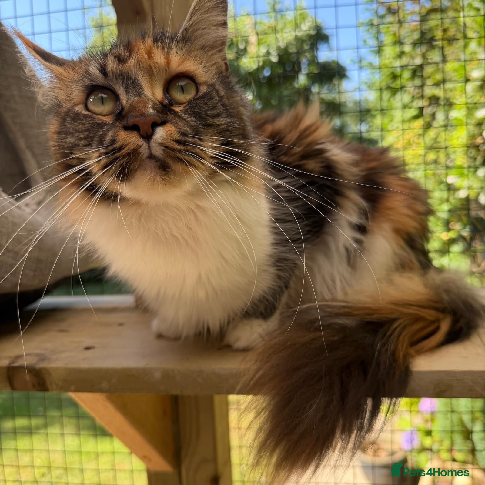 Maine Coon cats Rare Beautiful Torti Female Maine Coon  - Advert 7