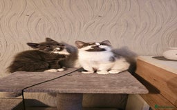 Mixed Breed cats for sale: 4 adorable kittens — 2 boys girls and 2 girls. - Image 15
