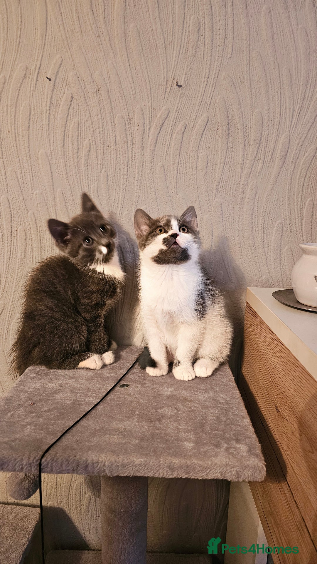 Mixed Breed cats for sale: 4 adorable kittens — 2 boys girls and 2 girls. - Image 15
