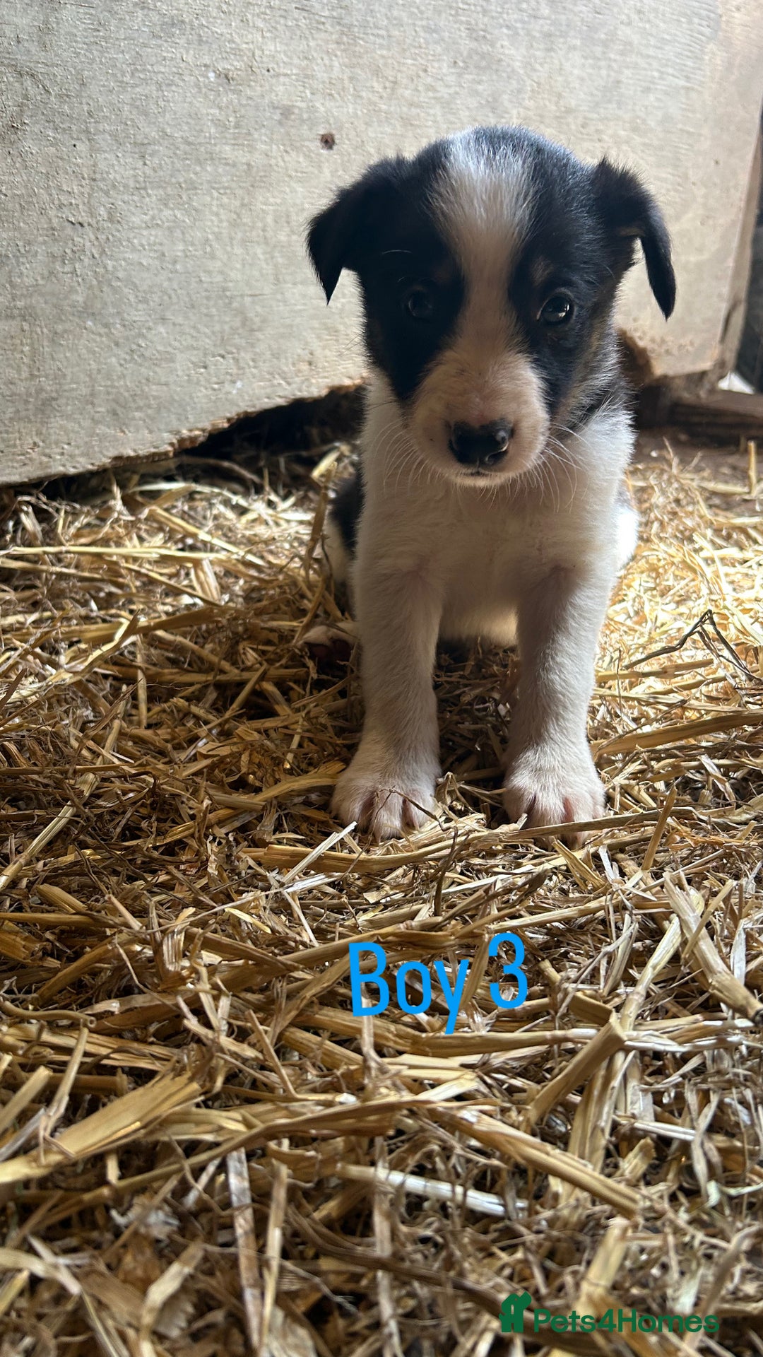 Border Collie dogs for sale: Beautiful border collie puppies for sale  - Image 7