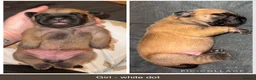 Mixed Breed dogs for sale: Beautiful DDB x Frenchie puppies  in Barnsley - Advert 4