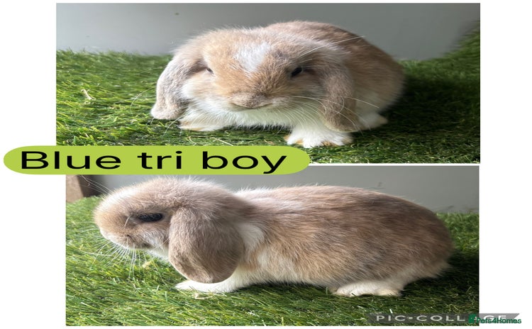 Mini Lop rabbits - Advert 1