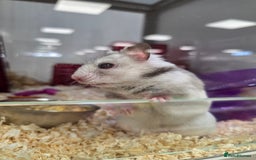 Hamster rodents for sale: Lovely female hamster - Image 1