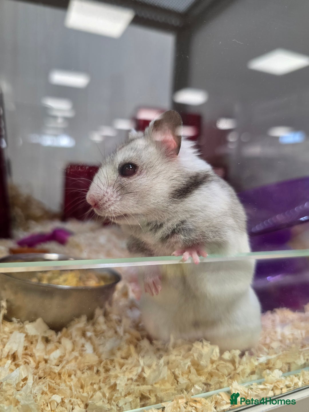 Hamster rodents for sale: Lovely female hamster - Image 1