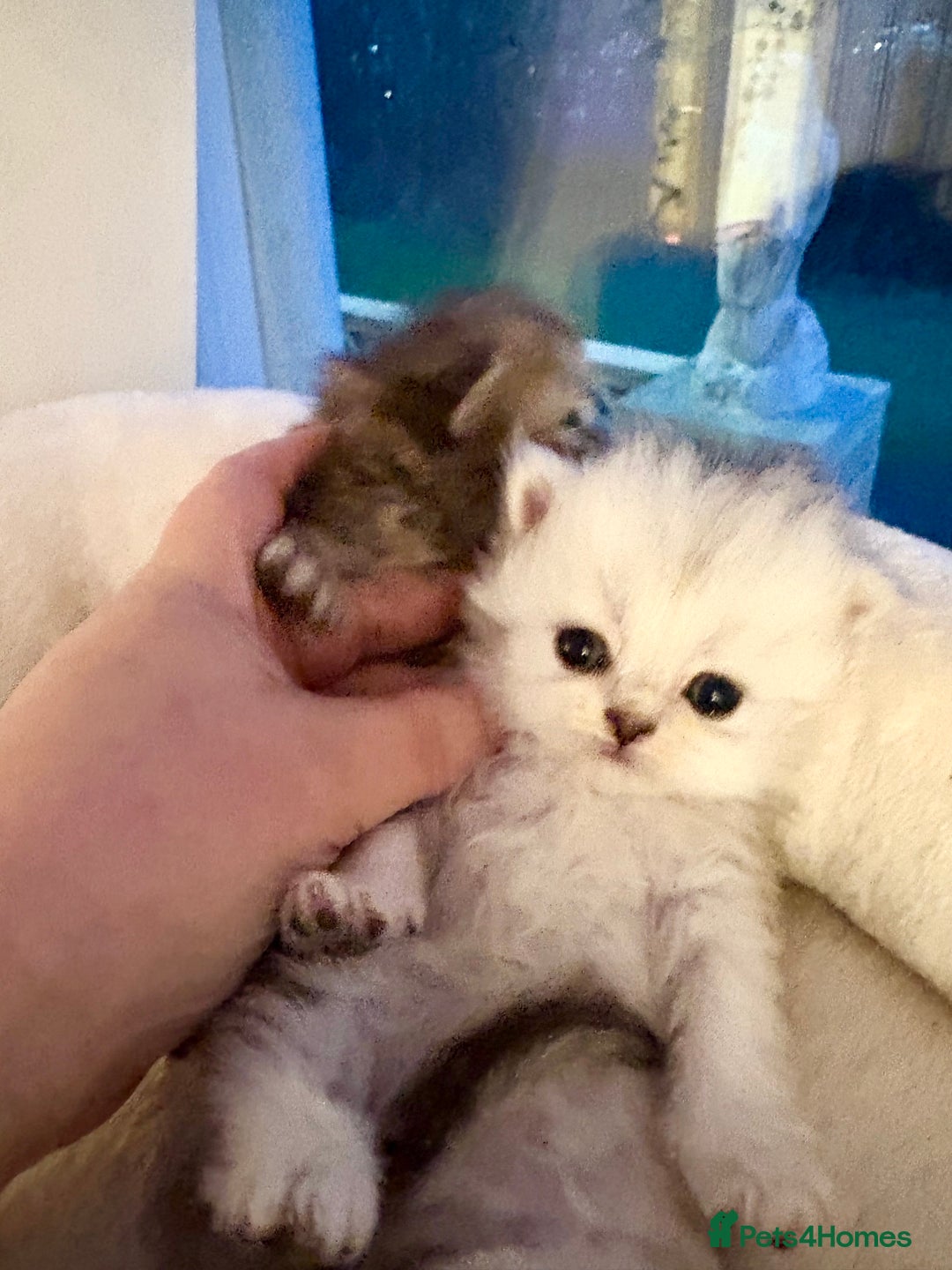 Persian cats for sale: Silver and golden chinchilla Persian kittens - Advert 2