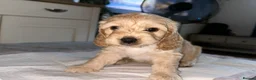 Mixed Breed dogs for sale: 6 adorable puppies  - Advert 10