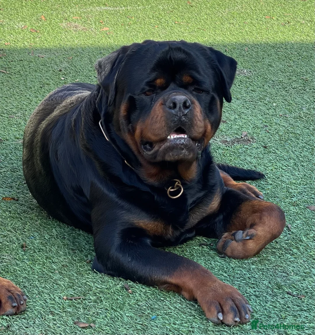 Rottweiler dogs for stud: ABSOLUTELY BEAUTIFUL KC Health Tested *FOR STUD* in Mansfield - Advert 13